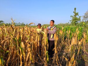 Dukung Ketahanan Pangan Nasional, Ps. Kanit Binmas Polsek Tambakrejo Sambangi Petani Jagung di Desa Pengkol