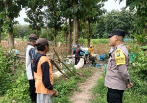 Bhabinkamtibmas Polsek Kedewan Dampingi Panen Jagung, Perkuat Ketahanan Pangan Nasional